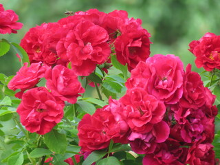 red flowers, roze