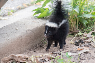 Cute baby skunk