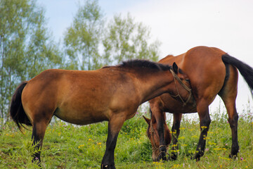 horse and foal