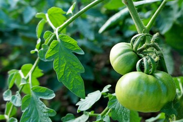 green tomatoes growing in a greenhouse