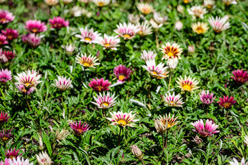 Top view of many vivid pink and white gazania flowers and blurred green leaves in soft focus, in a...