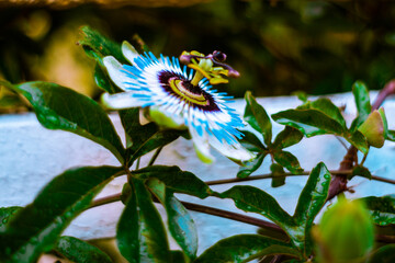 butterfly on flower