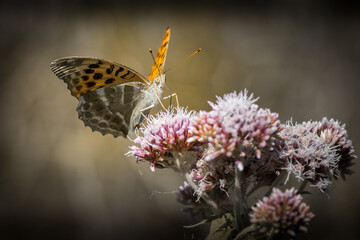 Fototapeta na wymiar Papillon sur fleur dans le Tarn - Occitanie - France