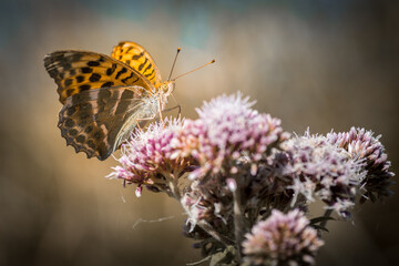 Papillon sur fleur dans le Tarn - Occitanie - France
