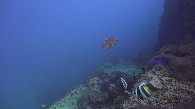 The coral trout, leopard coral grouper, or leopard coral trout (Plectropomus leopardus swims to the camera than turn back. after a few second it come back and almost push my camera 