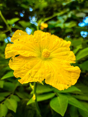 yellow flower on green background