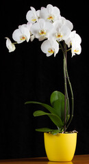 White orchid plant #06