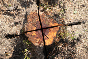 Stump from cutting trees in the garden.