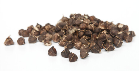 Moringa seeds are obtained from the pods of the Moringa plant (Moringa Oleifera) or the drumstick tree, native to Northern India.