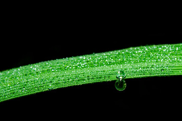 water drops on a leaf