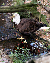 Bald Eagle Stock Photos. Bald Eagle bird close-up profile view  in the river with a moss log background and flower foreground, displaying brown feather, head, eyes, tail and talons in its environment