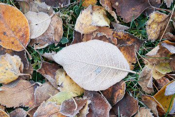 Beautiful golden brown and yellow frozen fallen leaves on a frozen green grass background. Leaves photographed from above. Autumn and winter seasonal weather.