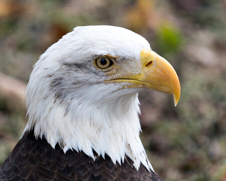 Bald Eagle Bird photo.  Bald Eagle head close-up profile view with a blur background. Right side view.