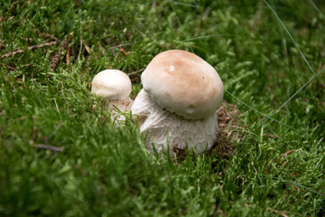 Edible mushroom in the autumn forest, close up