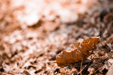 Shallow depth of field shot of Brown dry leaves pile on the ground