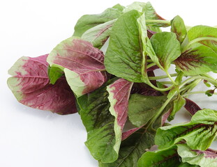 Amaranthus dubius, the red spinach, Chinese spinach. This plant is native to South America, Mexico, and the West Indies, however; it is widely introduced throughout the world. 