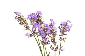 Obraz premium lavender isolated