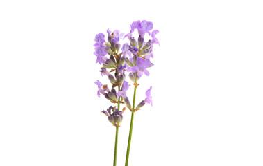 Obraz na płótnie Canvas lavender isolated