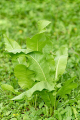 green fresh curled dock bush in the garden