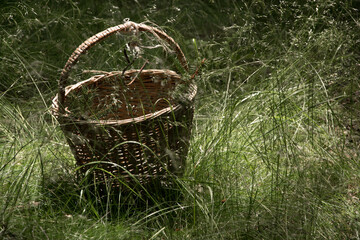 Delicious freshly picked wild mushrooms from the local forest, mushrooms in a wicker basket on a green grass