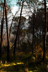 autumn in the forest