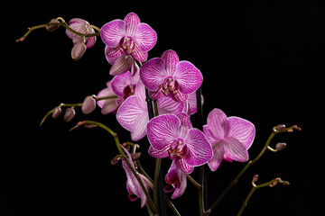 Naklejka na ściany i meble Violet orchid #14 