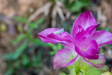 Siam tulip, beautiful flowers in the rainy season.