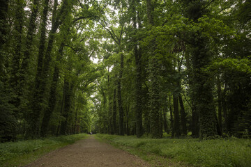 Obraz premium A forest landscape filled with trees