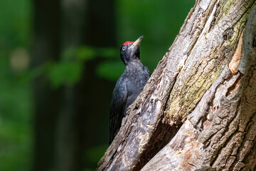 Close up of Black woodpecker (Dryocopus martius)