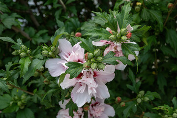 Obraz premium Close up photo of Rose of Sharon (Hibiscus syriacus ) flower in nature garden
