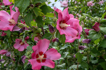 Close up photo of Rose of Sharon (Hibiscus syriacus ) flower in nature garden