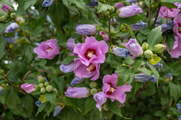 Close up photo of Rose of Sharon (Hibiscus syriacus ) flower in nature garden