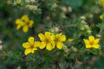 Yellow Shrubby Cinquefoil flower, Latin name (Potentilla fruticose)