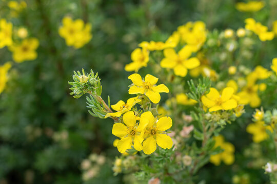 Yellow Shrubby Cinquefoil flower, Latin name (Potentilla fruticose)