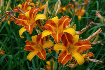 Close up of Lily (Lilium) in the garden .Selective focus