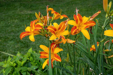 Close up of Lily (Lilium) in the garden .Selective focus