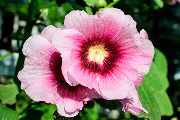 One delicate pink magenta flower of Althaea officinalis plant, commonly known as marsh-mallow in a British cottage style garden in a sunny summer day, beautiful outdoor floral background.