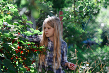 Blond girl picks berries in the garden. Cute girl wearing plaid shirt picking and eating red currant from the bush. Fresh healthy food from the garden, natural eco food.