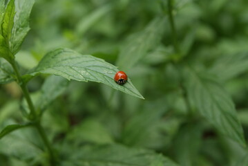 Ladybug on mint leaf