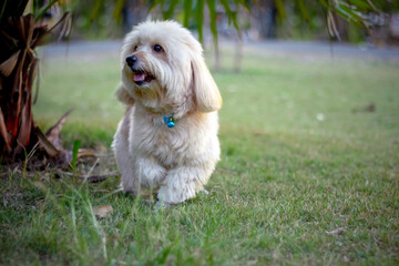 Cute puppy poodle terrier dog walking on park, white dog, animal funny
