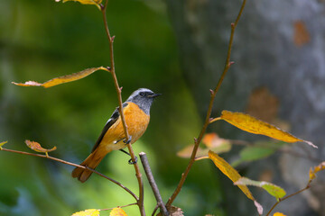 可愛いジョウビタキ