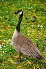 Canada goose and goslings on grass