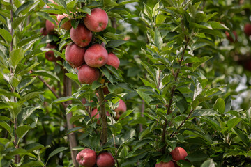 Close up of apple tree in an Orchard in Wilkes County in North Carolina.