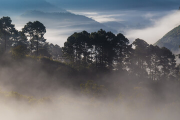 Sunrise on mountain forest pine tree with fog morning fresh air