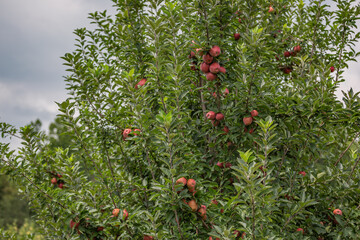 Apple trees in an Orchard in Mountains of Wilkes County in North Carolina. © Johnnie Laws