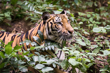The tiger is looking for food in the forest. (Panthera tigris corbetti) in the natural habitat, wild dangerous animal in the natural habitat, in Thailand.