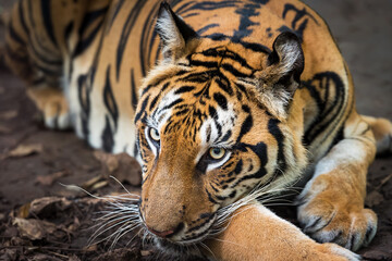 Tiger resting during the day in a zoo enclosure / wild animal in nature