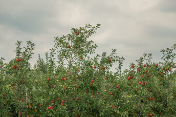 Apple trees in an Orchard in Wilkes County in North Carolina. © Johnnie Laws