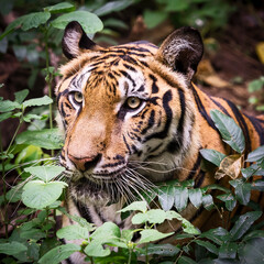 Fototapeta premium The tiger is looking for food in the forest.