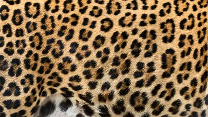 Afwasbaar fotobehang Leopard fur background (real fur) © ake